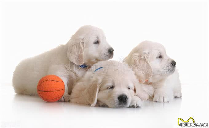 关于狗狗的分离焦虑，家长们不要忽视