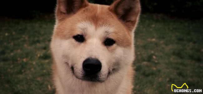 秋田犬的智商怎么样