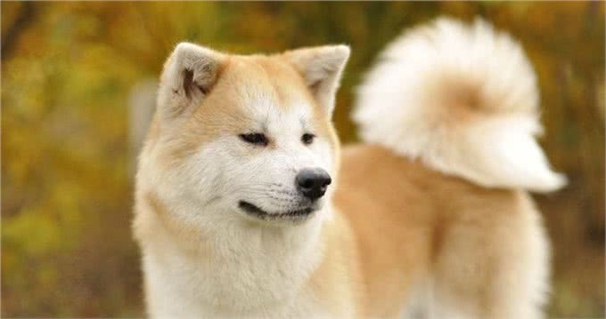 秋田犬的智商怎么样