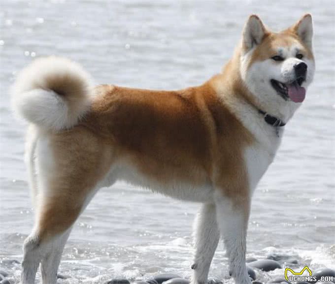 秋田犬的智商怎么样