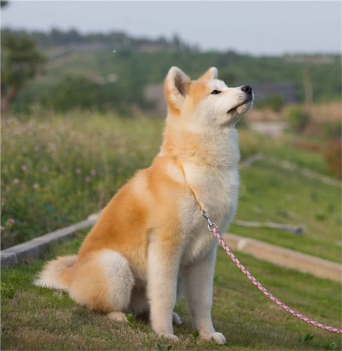 秋田犬的智商怎么样