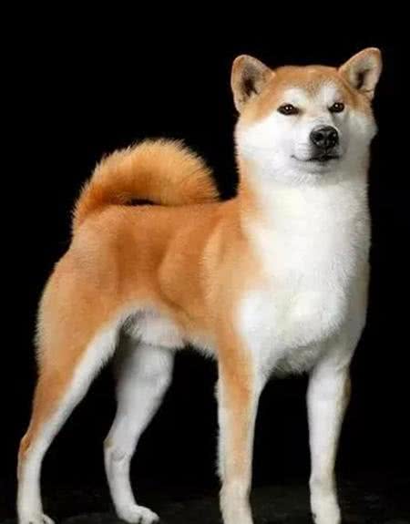 秋田犬的智商怎么样