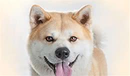 秋田犬的智商怎么样