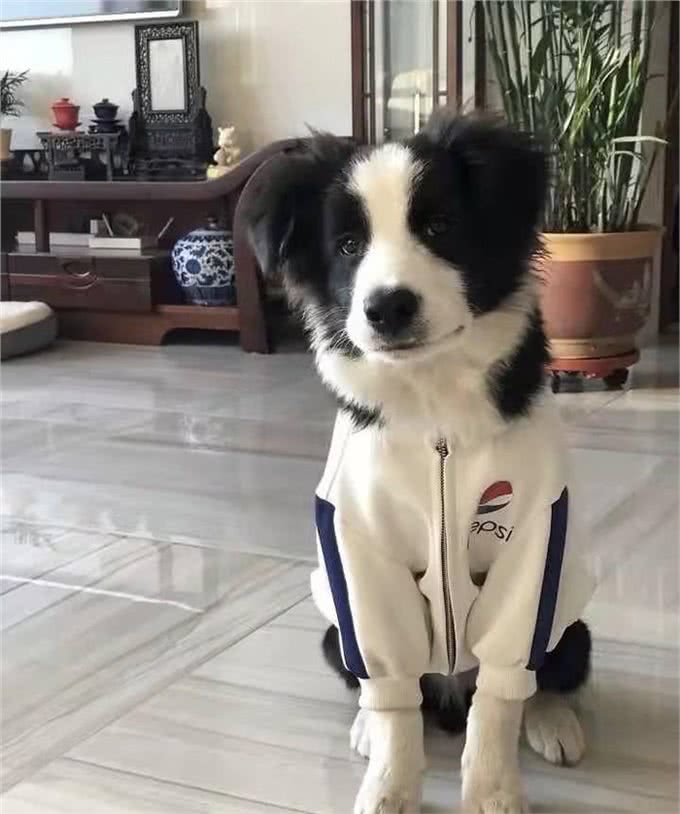 狗狗训练技巧，利用狗的记忆规律提高训练