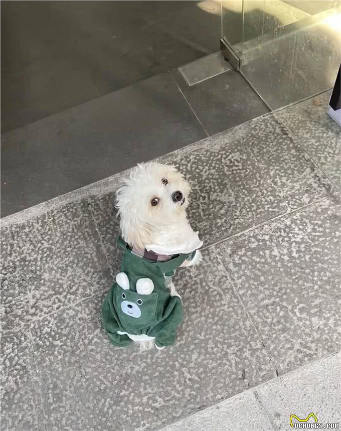 狗狗训练技巧，利用狗的记忆规律提高训练