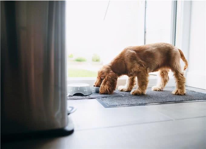 狗可以吃猫粮吗?狗吃猫粮注意事项