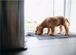 狗可以吃猫粮吗?狗吃猫粮注意事项