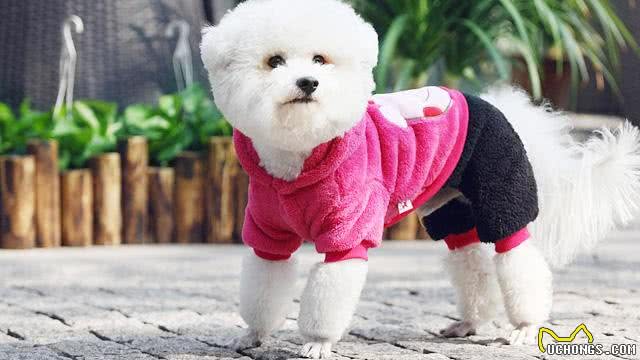 呆萌的比熊犬适合当伴侣犬吗?