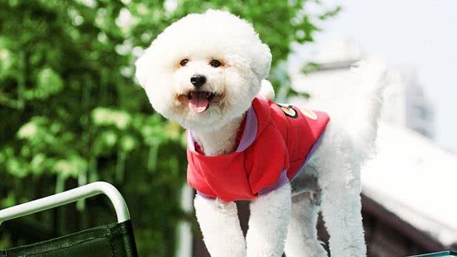 呆萌的比熊犬适合当伴侣犬吗?