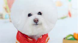 呆萌的比熊犬适合当伴侣犬吗?