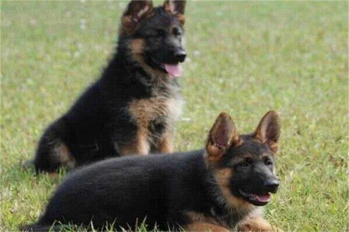 狗主人寄养德国牧羊犬要注意哪些问题呢?