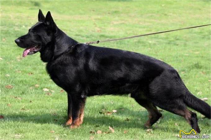 狗主人寄养德国牧羊犬要注意哪些问题呢?