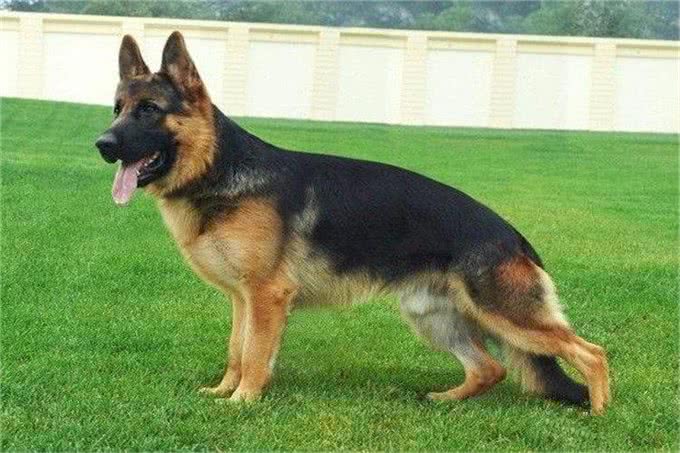 狗主人寄养德国牧羊犬要注意哪些问题呢?