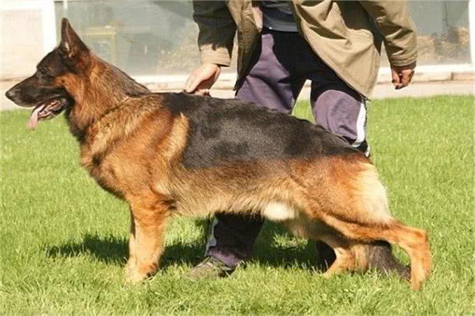 狗主人寄养德国牧羊犬要注意哪些问题呢?