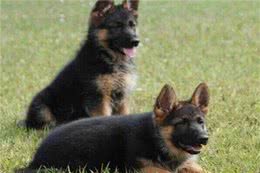 狗主人寄养德国牧羊犬要注意哪些问题呢?