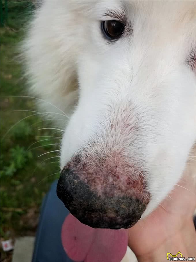 8种幼犬常见的疾病，你知道几个?