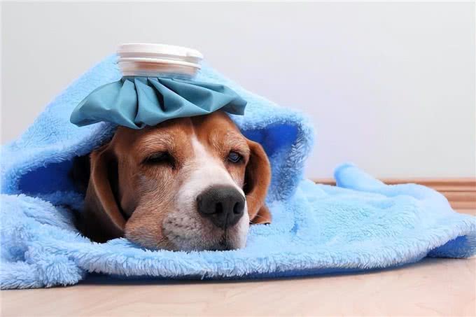 8种幼犬常见的疾病，你知道几个?