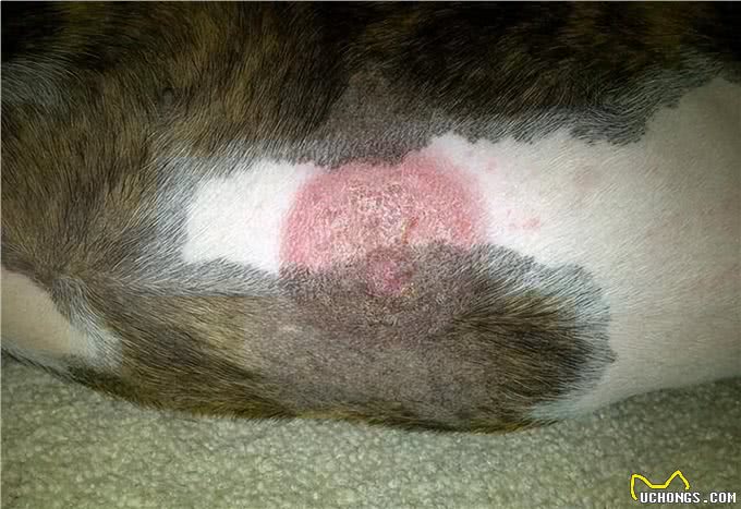 8种幼犬常见的疾病，你知道几个?