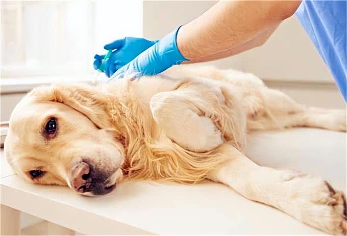 8种幼犬常见的疾病，你知道几个?