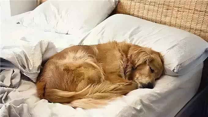 你知道吗?在狗狗眼里能上床睡觉，可不是小事一桩!