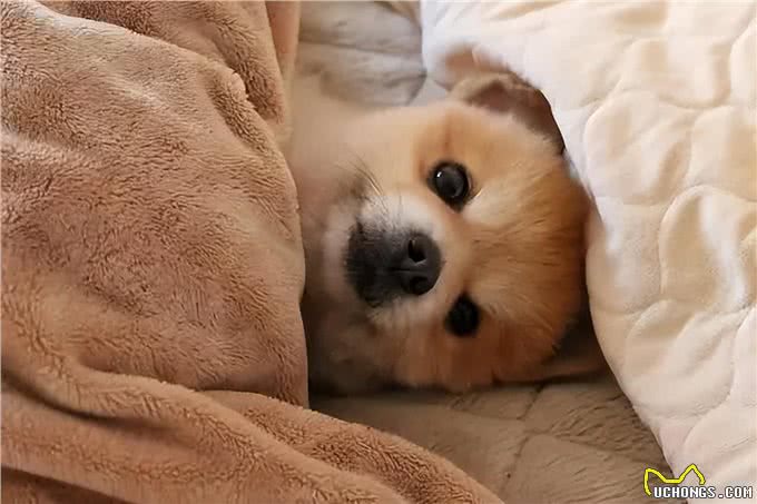 你知道吗?在狗狗眼里能上床睡觉，可不是小事一桩!