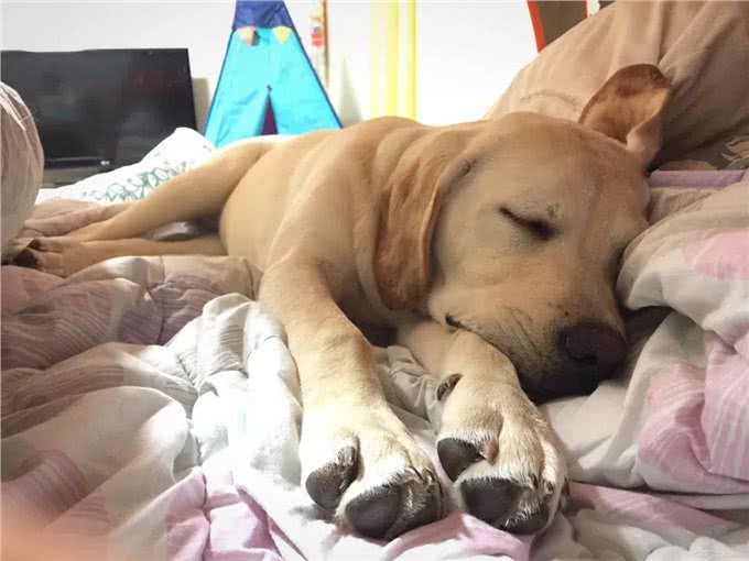 你知道吗?在狗狗眼里能上床睡觉，可不是小事一桩!