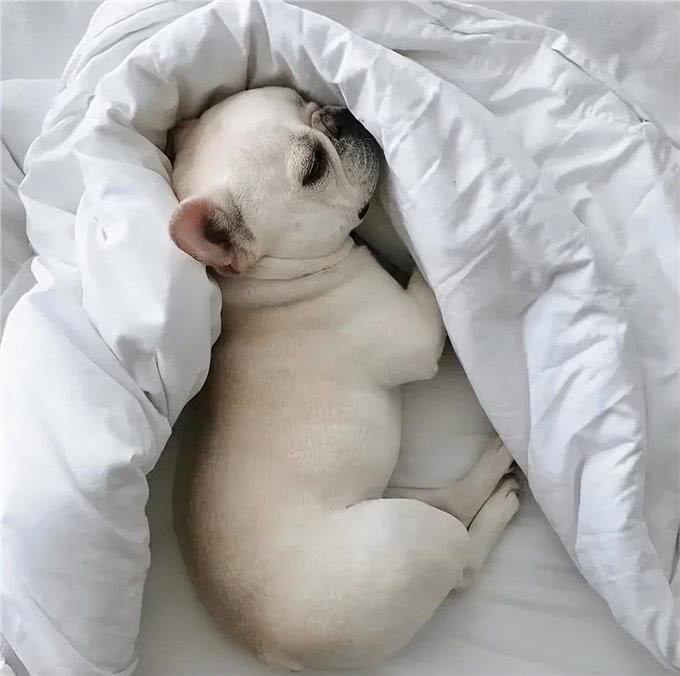 你知道吗?在狗狗眼里能上床睡觉，可不是小事一桩!