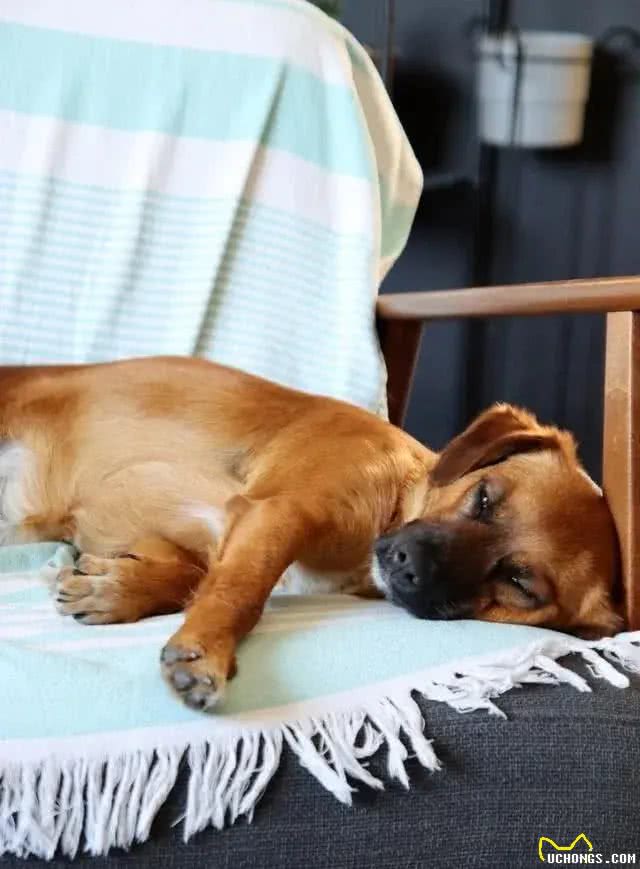 你知道吗?在狗狗眼里能上床睡觉，可不是小事一桩!