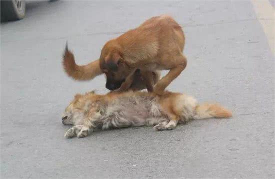 一时的疏忽，将有可能导致狗狗永远地离开我们