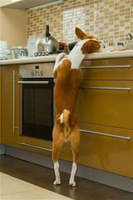 一时的疏忽，将有可能导致狗狗永远地离开我们