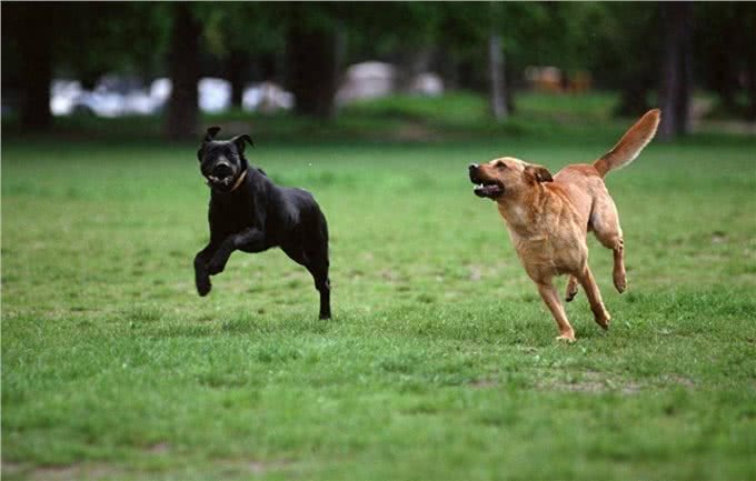 狗狗出门撒手没?主人一定要对狗狗做召回训练