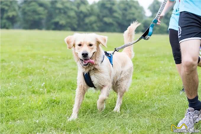 狗狗出门撒手没?主人一定要对狗狗做召回训练