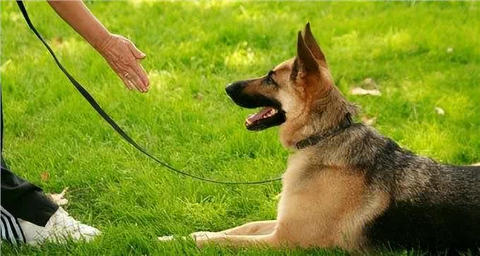 狗狗出门撒手没?主人一定要对狗狗做召回训练