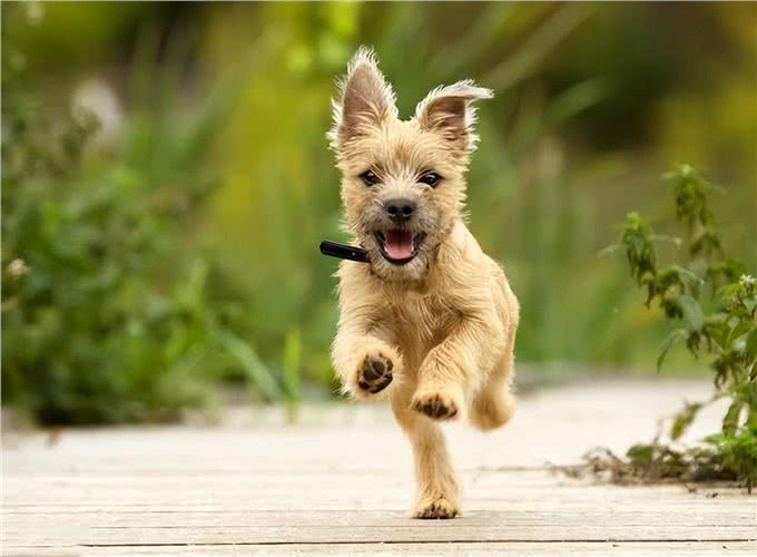 狗狗出门撒手没?主人一定要对狗狗做召回训练