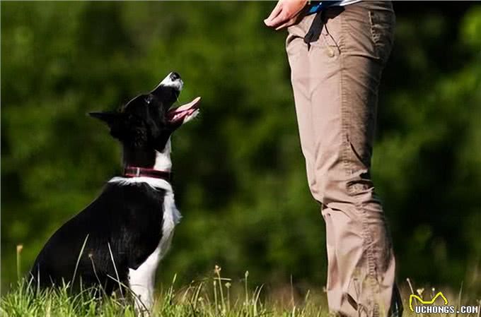 狗狗出门撒手没?主人一定要对狗狗做召回训练