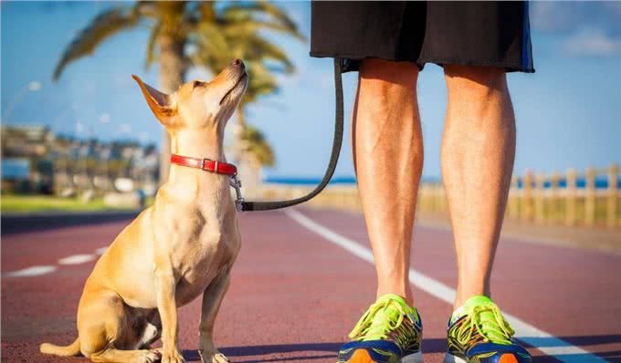 狗狗出门撒手没?主人一定要对狗狗做召回训练