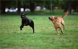 狗狗出门撒手没?主人一定要对狗狗做召回训练