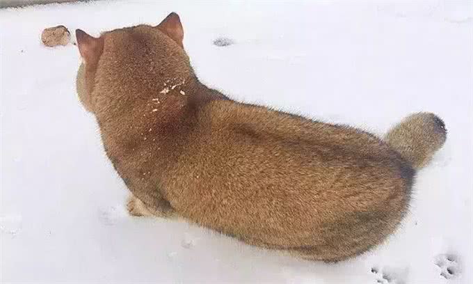 网友在雪地发现一只柴犬，可转过头来后，网友:橘猫胖成了狗!