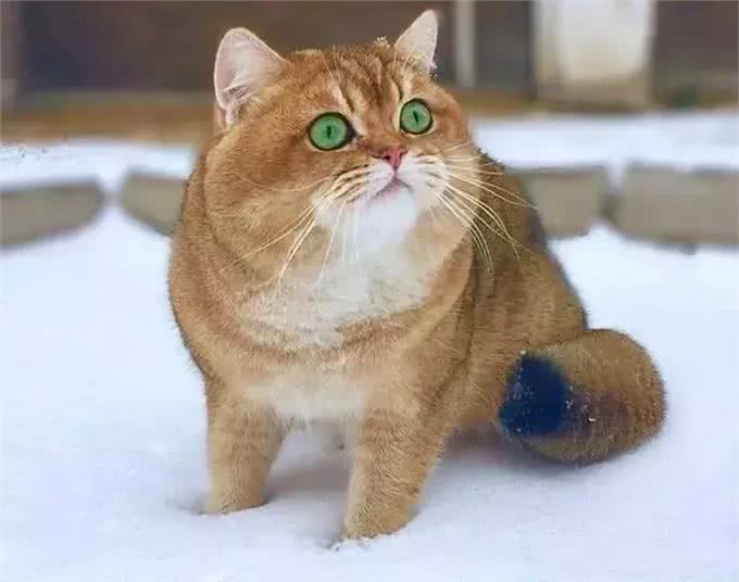 网友在雪地发现一只柴犬，可转过头来后，网友:橘猫胖成了狗!