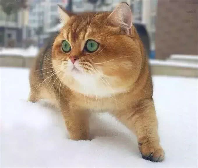 网友在雪地发现一只柴犬，可转过头来后，网友:橘猫胖成了狗!