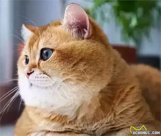 网友在雪地发现一只柴犬，可转过头来后，网友:橘猫胖成了狗!