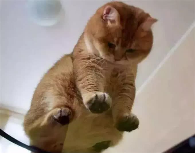 网友在雪地发现一只柴犬，可转过头来后，网友:橘猫胖成了狗!