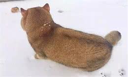 网友在雪地发现一只柴犬，可转过头来后，网友:橘猫胖成了狗!