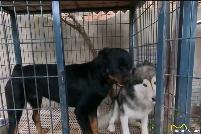盘点世界上凶猛的十大恶犬，快看你喜欢的上榜了吗