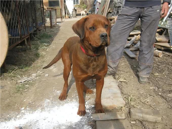 盘点世界上凶猛的十大恶犬，快看你喜欢的上榜了吗