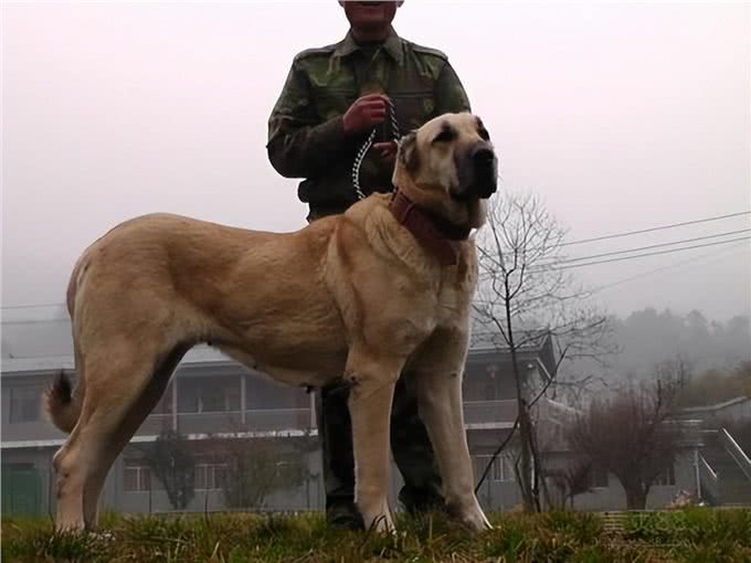 盘点世界上凶猛的十大恶犬，快看你喜欢的上榜了吗