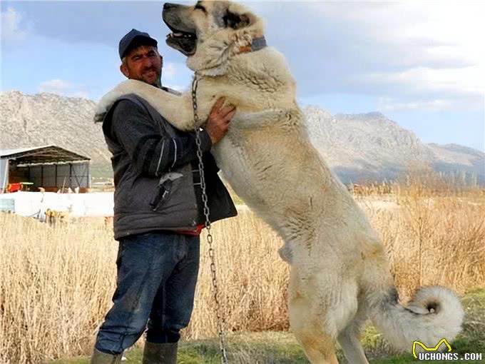 盘点世界上凶猛的十大恶犬，快看你喜欢的上榜了吗