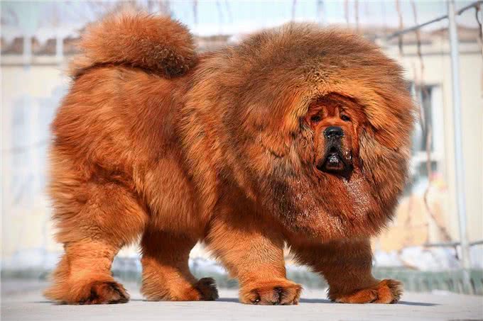 盘点世界上凶猛的十大恶犬，快看你喜欢的上榜了吗