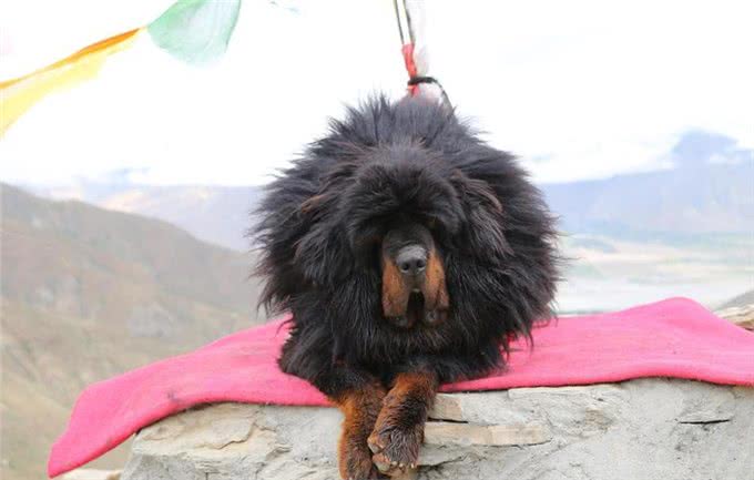 盘点世界上凶猛的十大恶犬，快看你喜欢的上榜了吗