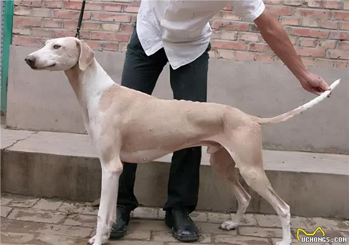为什么细犬很少人养?跑得再快，也躲不过这几点